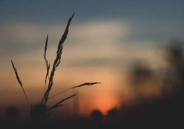 Sonnenuntergang Auf Der Wiese Blumen Hintergrund — Stockfoto