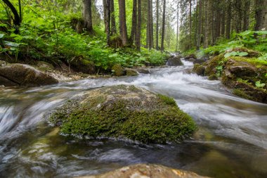 Küçük Çayır Vadisi - Tatry - Zakopane
