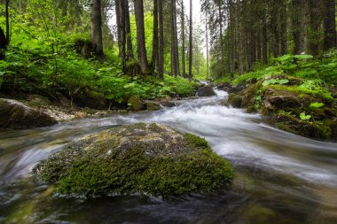 Küçük Çayır Vadisi 'ndeki dere - Tatry - Zakopane