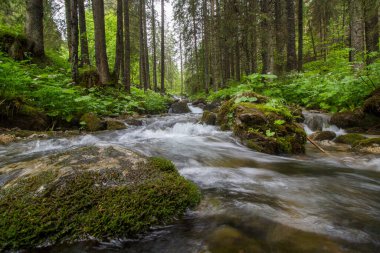 Küçük Çayır Vadisi 'ndeki dere - Tatry - Zakopane