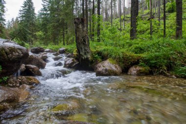 Küçük Çayır Vadisi 'ndeki dere - Tatry - Zakopane