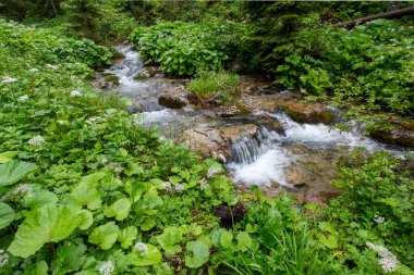 Küçük Çayır Vadisi 'ndeki dere - Tatry - Zakopane