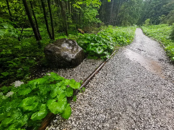 Долина Мала Медоу Татрі Закопан — стокове фото