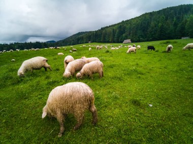 Koyun otlatma - Zakopane - Tatry - Tatra Dağları