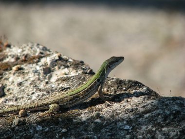 Güneşin tadını çıkaran bir kertenkele.