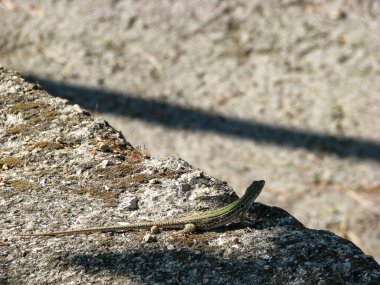 Güneşin tadını çıkaran bir kertenkele.