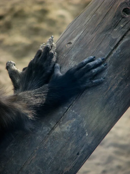 自由はない 飼育下 動物園のチンパンジー — ストック写真