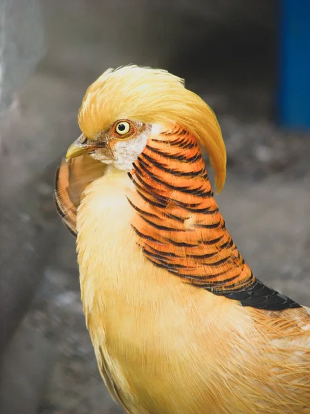 Банановый Фазан Декоративная Птица — стоковое фото