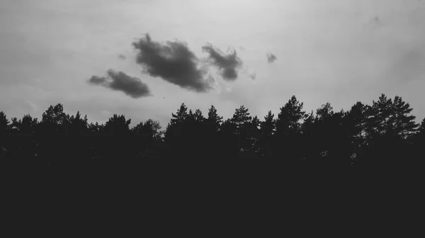 Black White Outline Forest — Stock Photo, Image