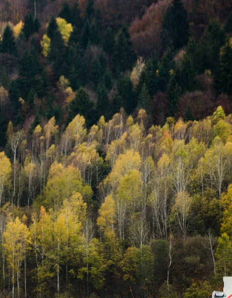 Autumn forest textures with colorful leaves and pine trees in the Slovakian mountains Europe