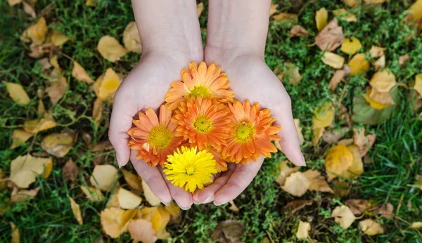 Girl holding in her hands orange autumn flowers in the garden with colorful leaves in the vackground