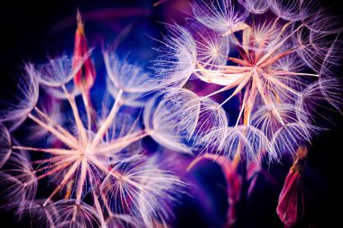 Karahindiba makro kabartmak