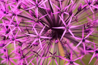 bahçede pembe çiçek detay