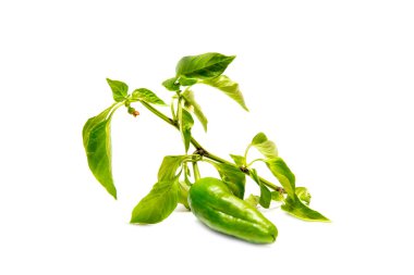 Taze yeşil biber az önce beyaz arka planda kesildi.