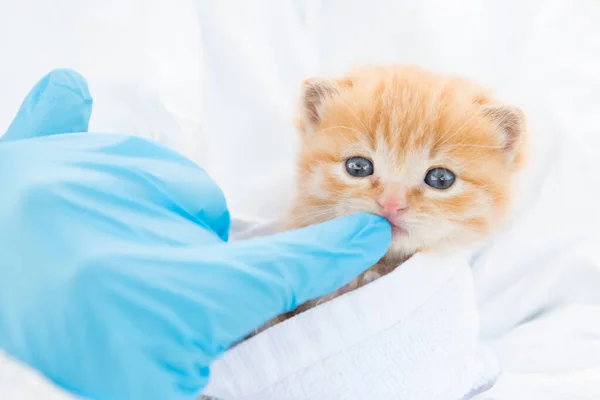 Gatinho Clínica Veterinária Que Está Sendo Tratada Pelo Veterinário — Fotografia de Stock