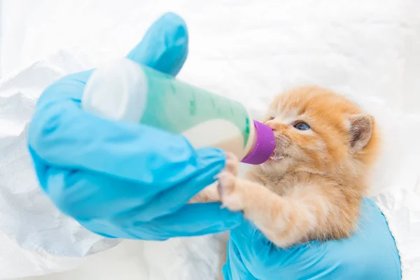 Gato Clínica Veterinaria Bebiendo Leche Del Biberón — Foto de Stock