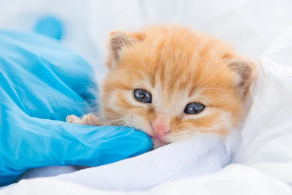 Gatinho Clínica Veterinária Que Está Sendo Tratada Pelo Veterinário — Fotografia de Stock