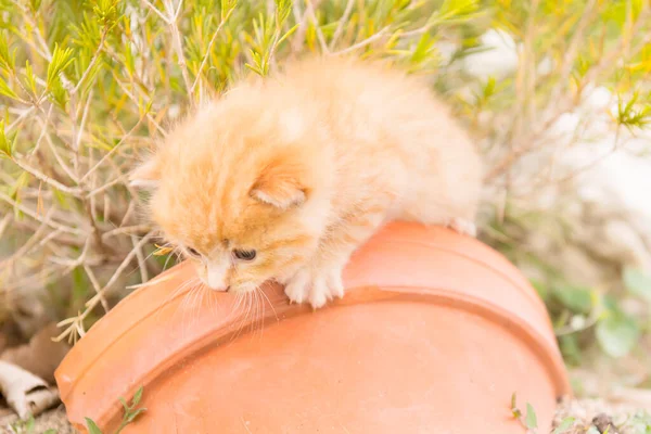 Młody Kotek Tabby Bawi Się Ogrodzie — Zdjęcie stockowe