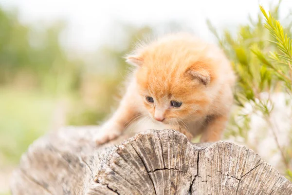 Młody Kotek Tabby Bawi Się Ogrodzie — Zdjęcie stockowe