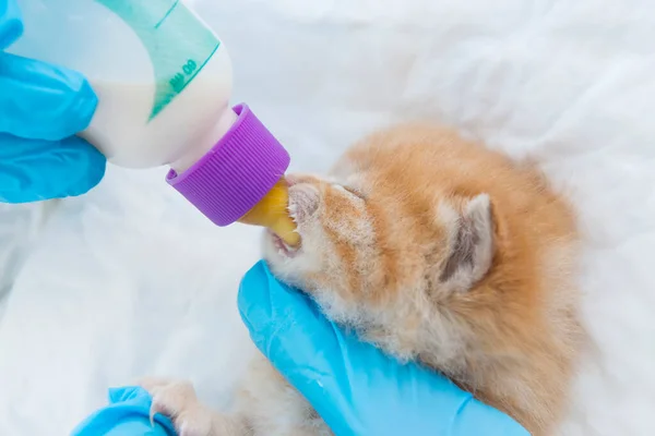 Kočka Veterinární Klinice Pije Mléko Láhve Stock Fotografie