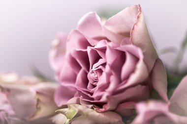 Pembe gül bud. Yakın çekim