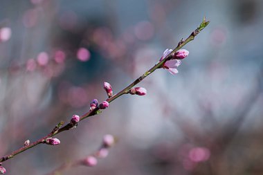 Kiraz çiçek açan şube. Yakın çekim