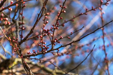 Kiraz çiçek açan şube. Yakın çekim
