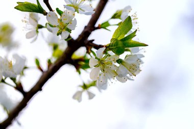 Kiraz çiçek açan şube. Yakın çekim