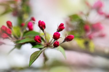 Kiraz çiçek açan şube. Yakın çekim