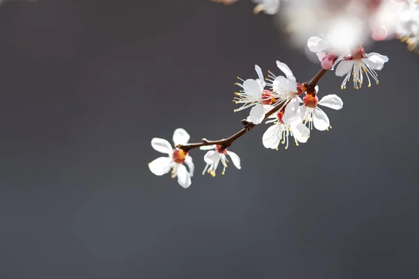 Blooming apricot closeup in spring — Stock Photo, Image