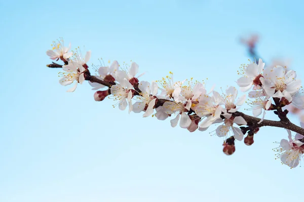 Blooming apricot closeup in spring at the background of the sky — Stock Photo, Image