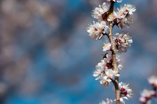 Blooming apricot closeup in spring — Stock Photo, Image