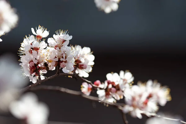 Blooming apricot closeup in spring — Stock Photo, Image