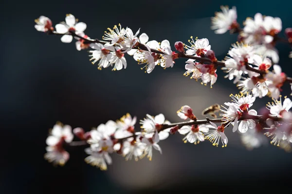 Kayısı closeup baharda çiçek açan — Stok fotoğraf