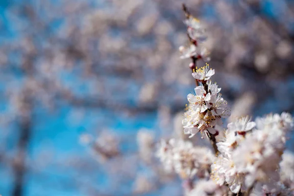 Kayısı closeup baharda çiçek açan — Stok fotoğraf