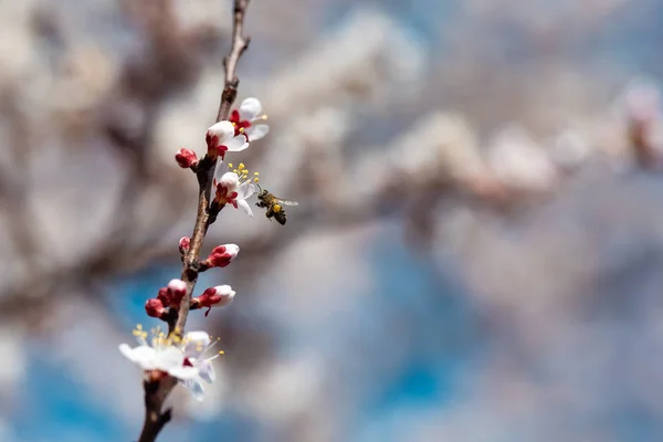 Uçan bir arı ile çiçeklenme kayısı — Stok fotoğraf