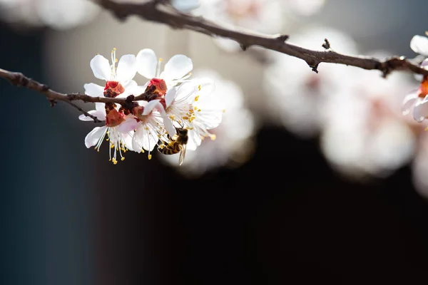 Bir arı ile çiçeklenme kayısı — Stok fotoğraf