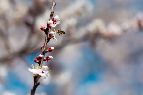 Blooming apricot with a flying bee — Stock Photo, Image