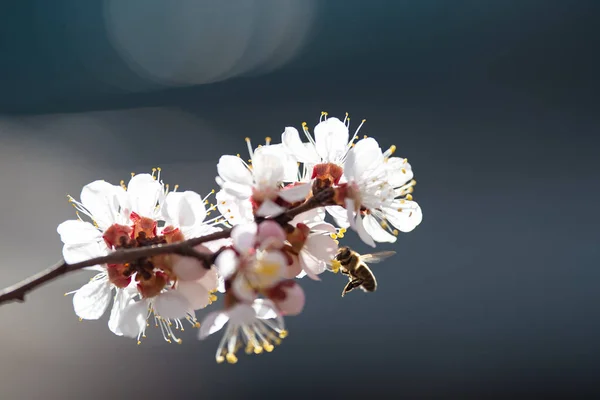 Blooming apricot with a bee — Stock Photo, Image