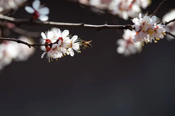Blooming apricot with a bee — Stock Photo, Image