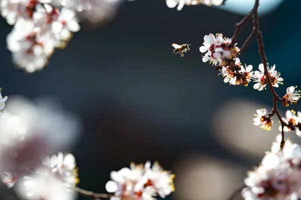 Blooming apricot with a flying bee — Stock Photo, Image