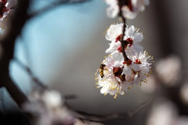 Blooming apricot closeup with a bee — Stock Photo, Image