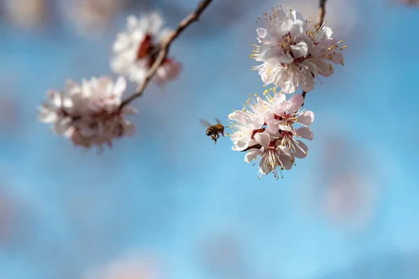 Blooming apricot with a flying bee at the background of the sky — Stock Photo, Image