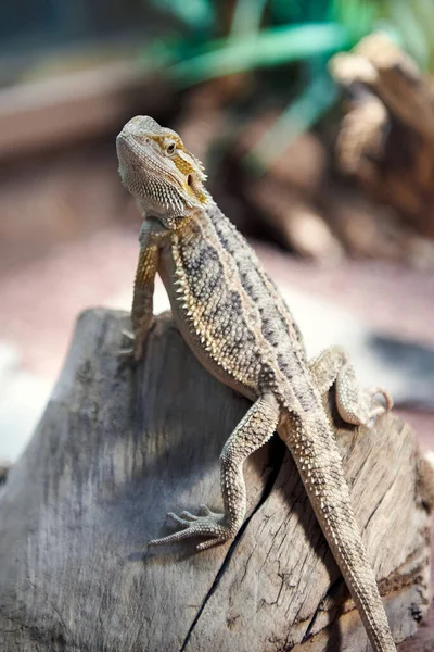 Porträt eines Leguans. Grüner Leguan aus nächster Nähe. — Stockfoto