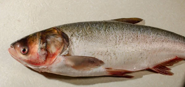 Pescado Fresco Entero Grande Sobre Fondo Claro Hay Lugar Para — Foto de Stock