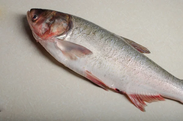 Peixe Fresco Inteiro Grande Contexto Leve Lugar Inscrição — Fotografia de Stock