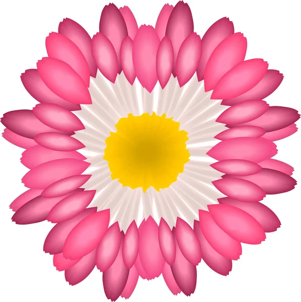 Flor Zinnia Rosa Aislado Blanco — Vector de stock