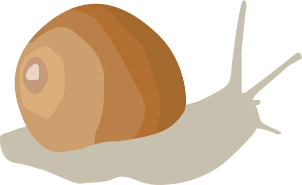 Vector illustration of a realistic snail. Isolated on a white background. The round shell is crawling. — Stock Vector