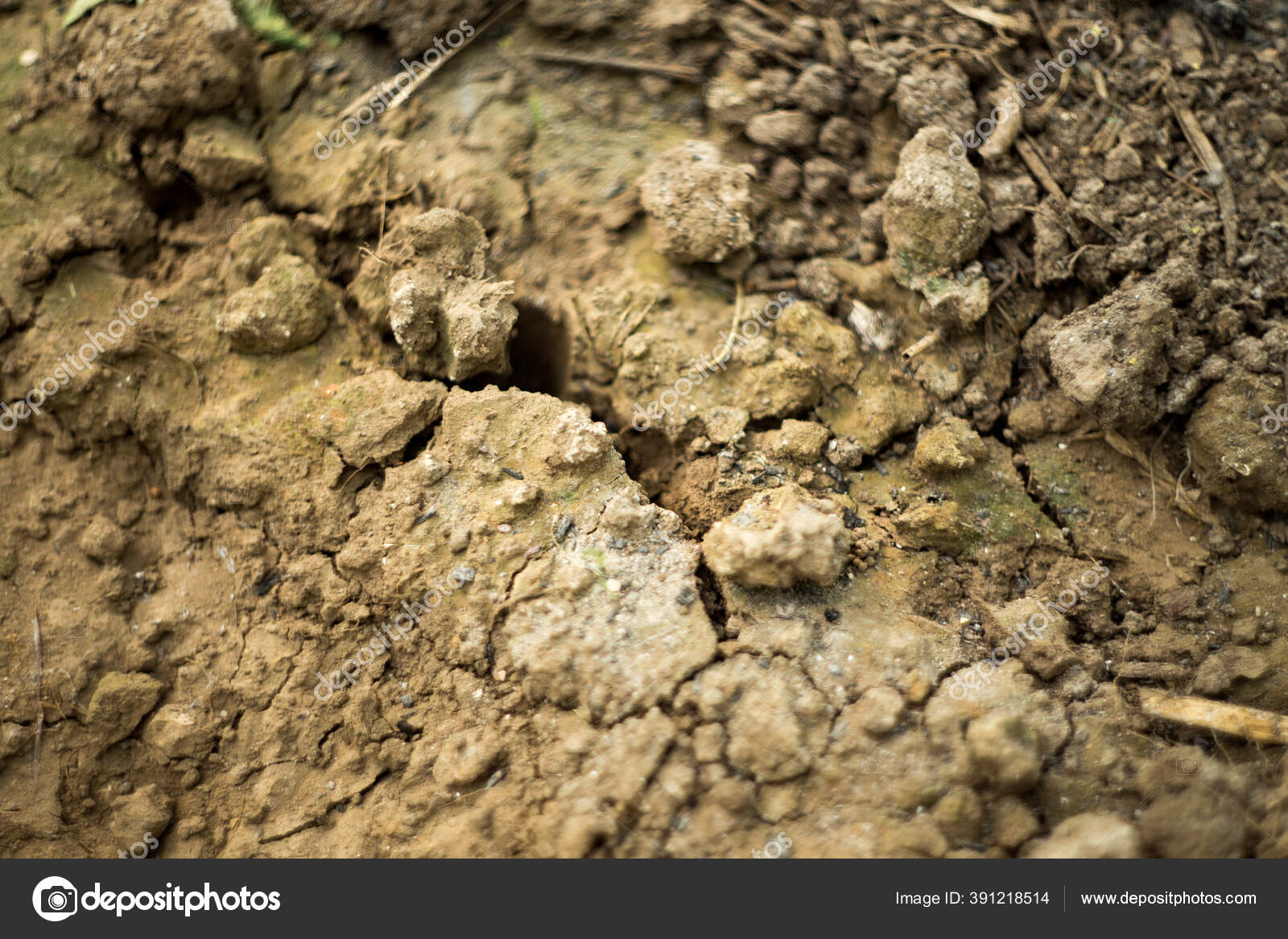 Bunga Di Tanah Retak Stok Foto Bunga Di Tanah Retak Gambar Bebas Royalti Depositphotos