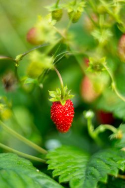 Odaklanmanın yumuşak olduğu doğal bir arka plan. Makro atış. Fragaria Vesca. Vahşi Çilekler